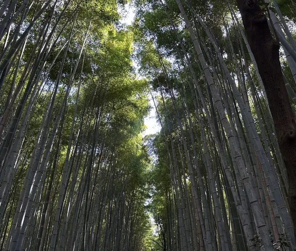 Resilience: Mastering life’s storms with the bamboo strategy